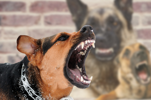 dangerous dog breeds, dog attacks, dog bites