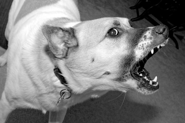 dog bite insurance settlements, homeowners insurance policy for dog bites, dog bite insurance compensation