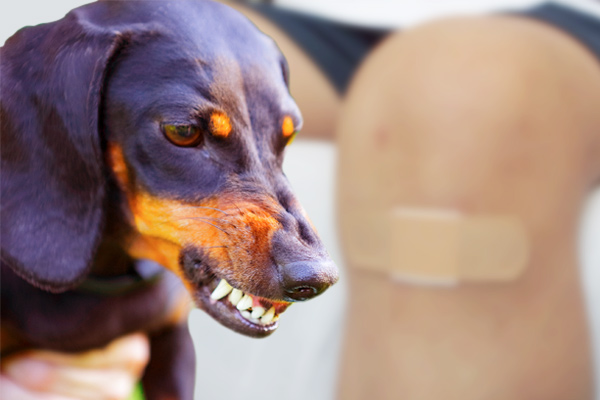 dog bite wounds, dog bite injuries, dog bite wound treatment
