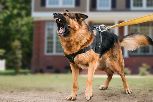 landlord liability in dog bite, landlord liability for dog bite, landlord liability for tenant's dog, landlord liability for dog attack, can a landlord be held liable for dog attack